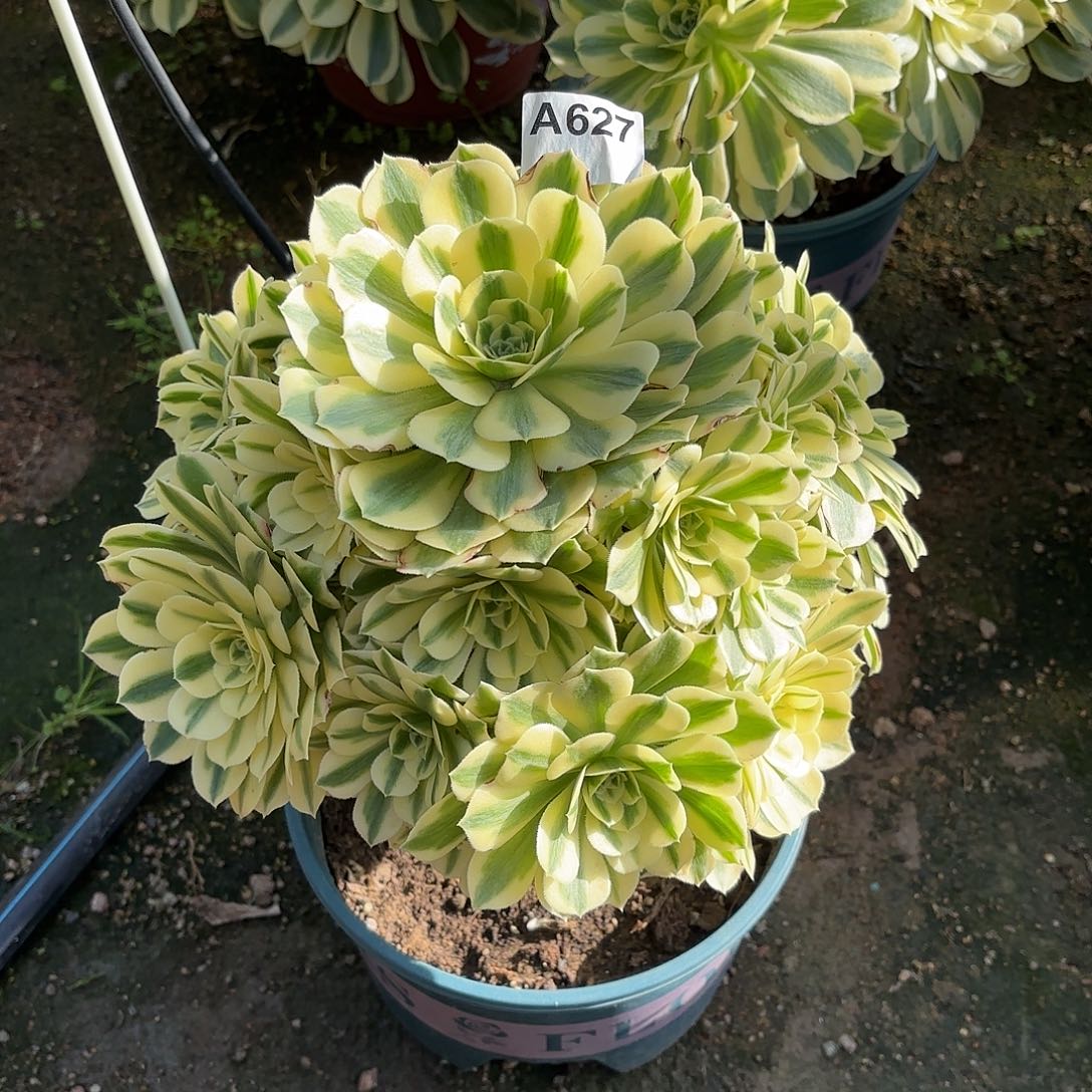 多肉法师迈巴赫627