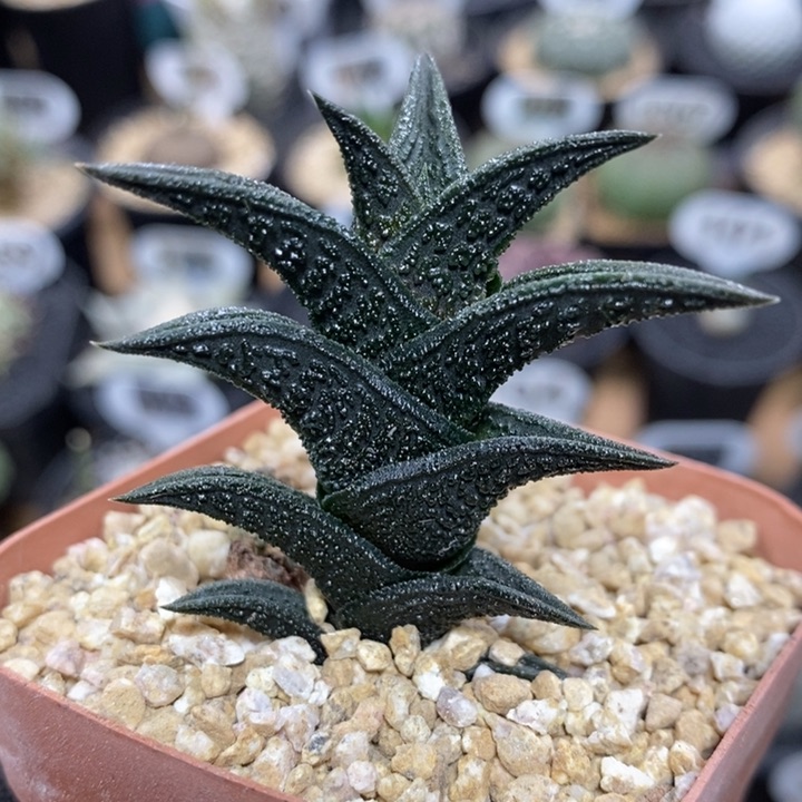 硬叶尼古拉31号4cm