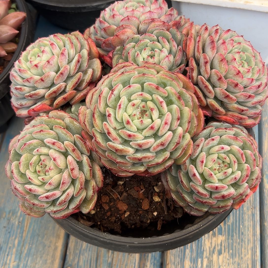 白胖子老桩多肉植物