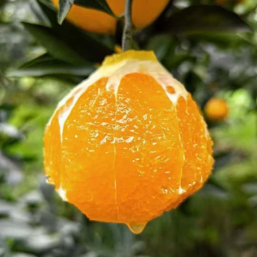 酸甜可口特别新鲜奉节脐橙品种纽荷尔京东顺丰包邮坏果包赔重庆市