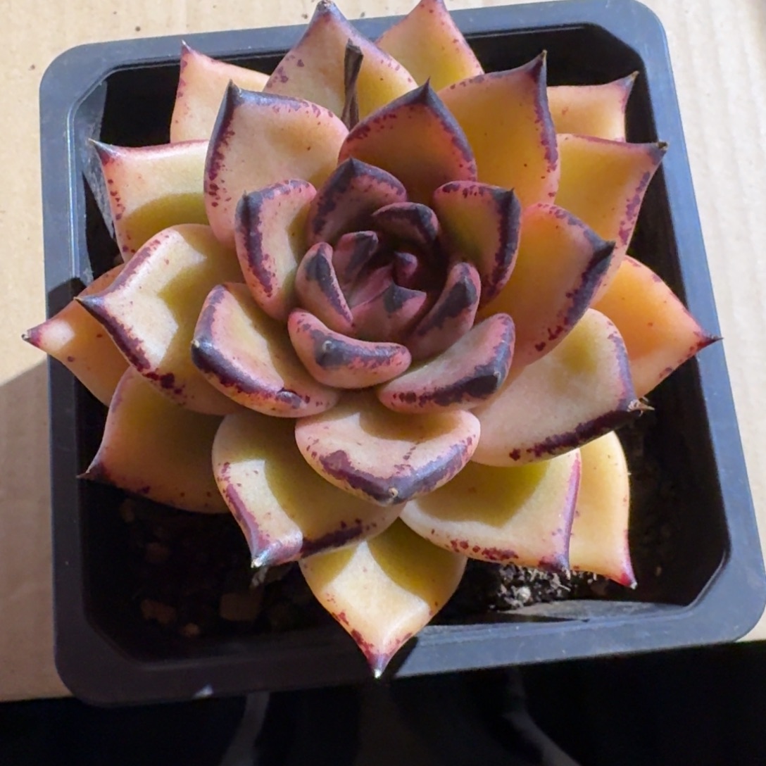 专拍链接多肉精品