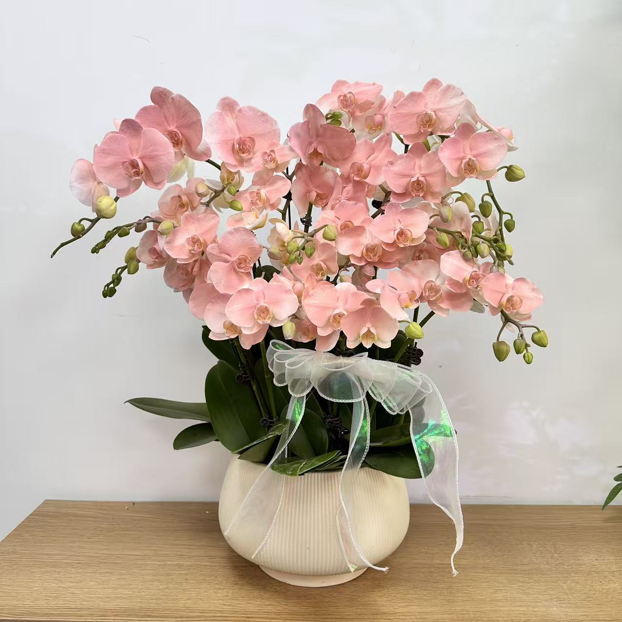 蝴蝶兰《水蜜桃》欧洲进口品种 小众稀缺花色 植物提取物上色工艺