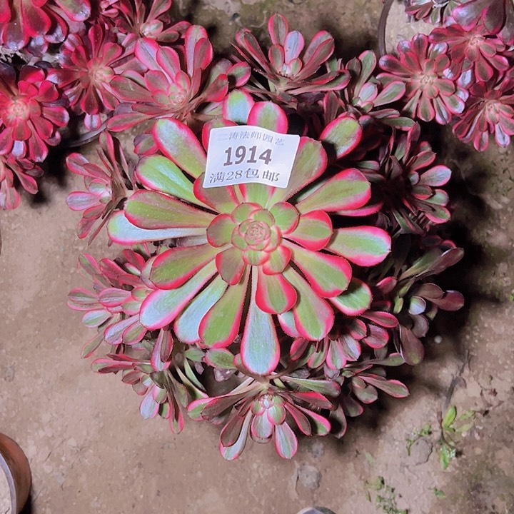 浩**明1914香奈尔多肉植物