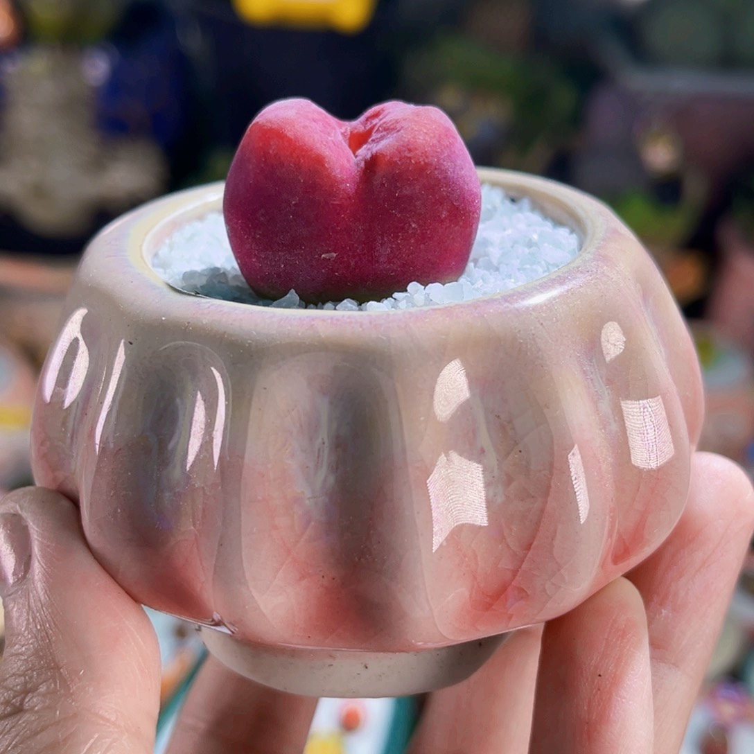 069毛汉尼连盆带土包邮