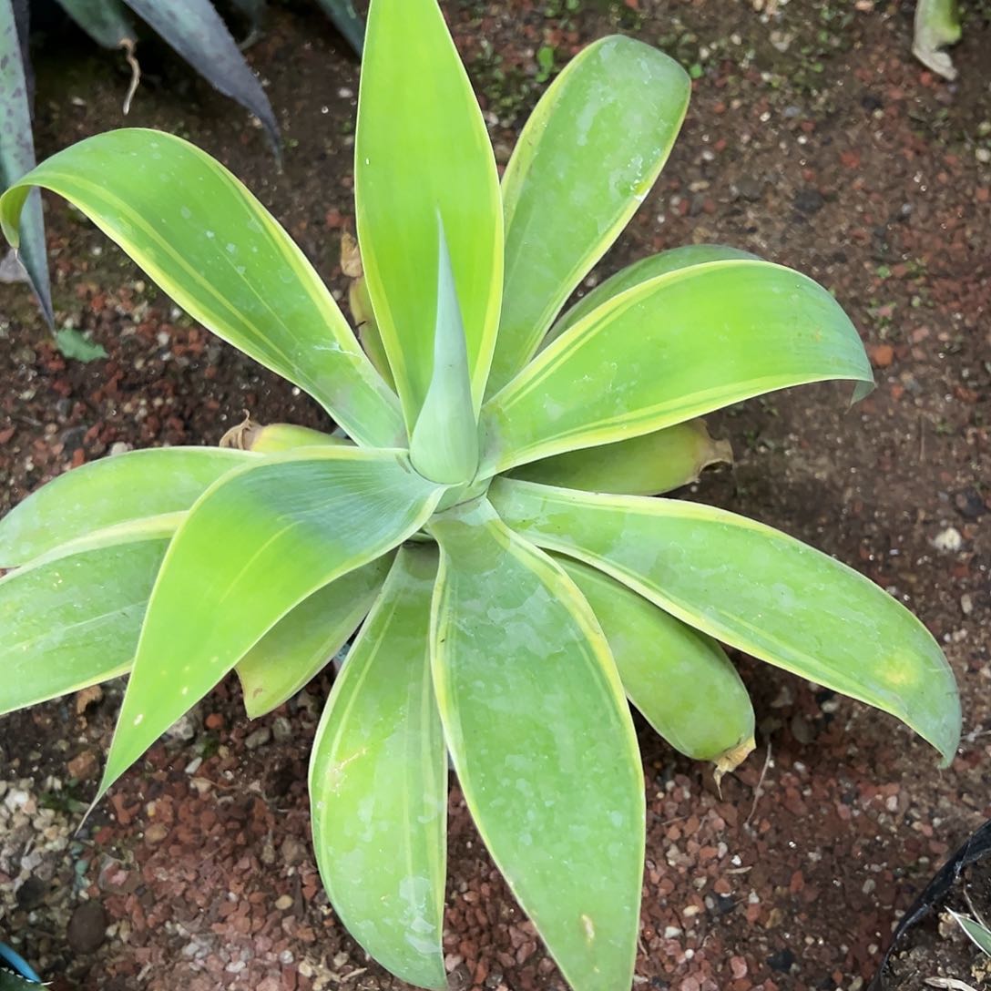 狐尾腹轮锦龙舌兰植物