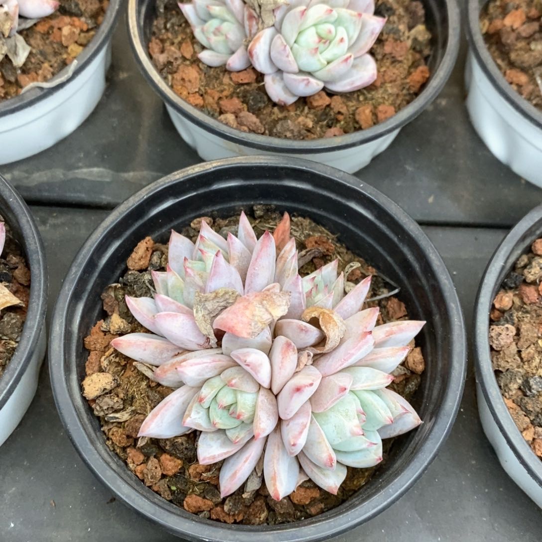 112。粉蓝鸟。双头起。