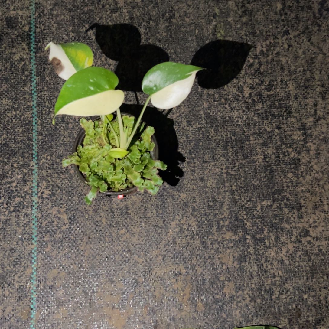 天***星完全开放38号洒金龟背竹