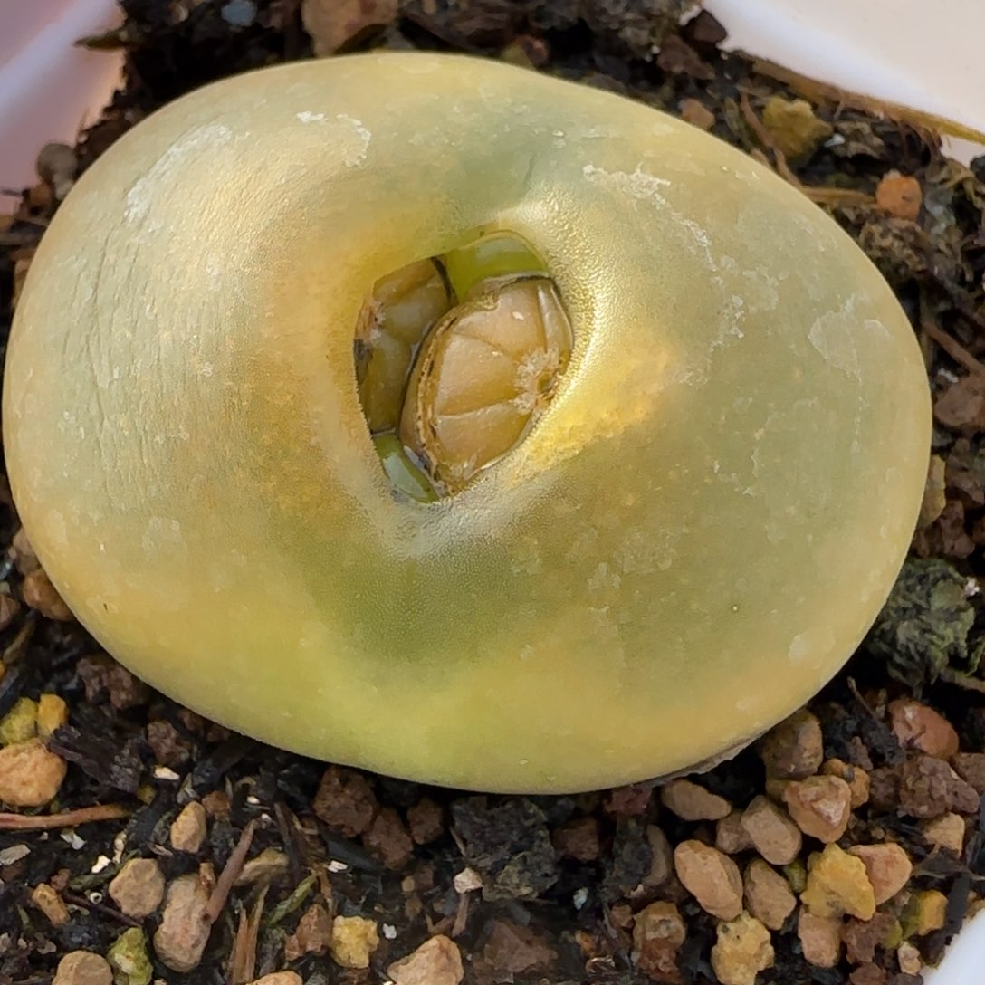 多肉植物4.2公分72号链接