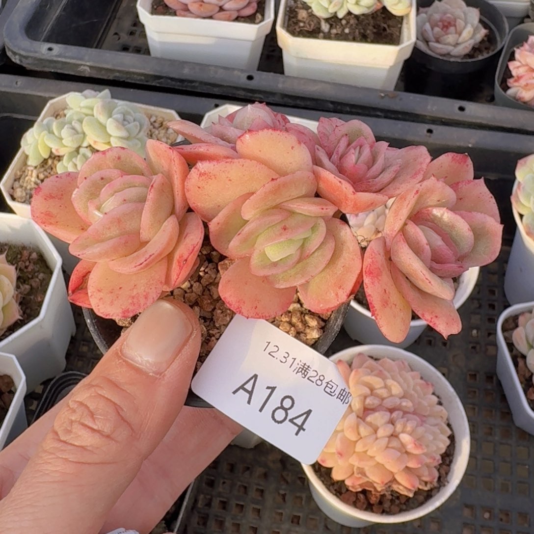 冰玫瑰锦5头一颗带盆