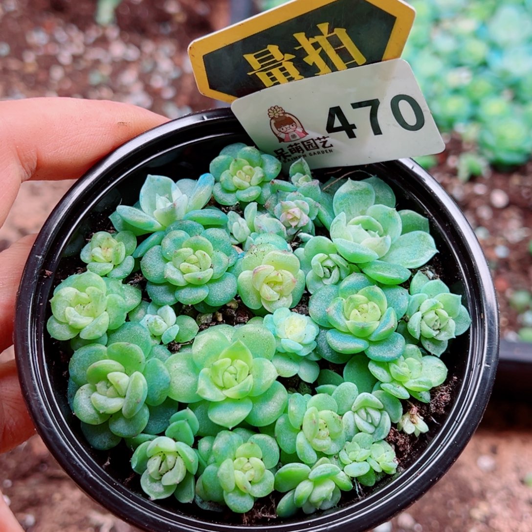 多肉植物多肉植物