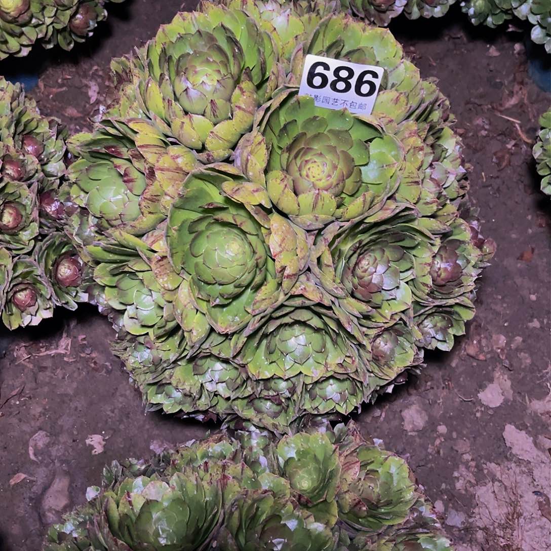 法师法师14–9包邮法师