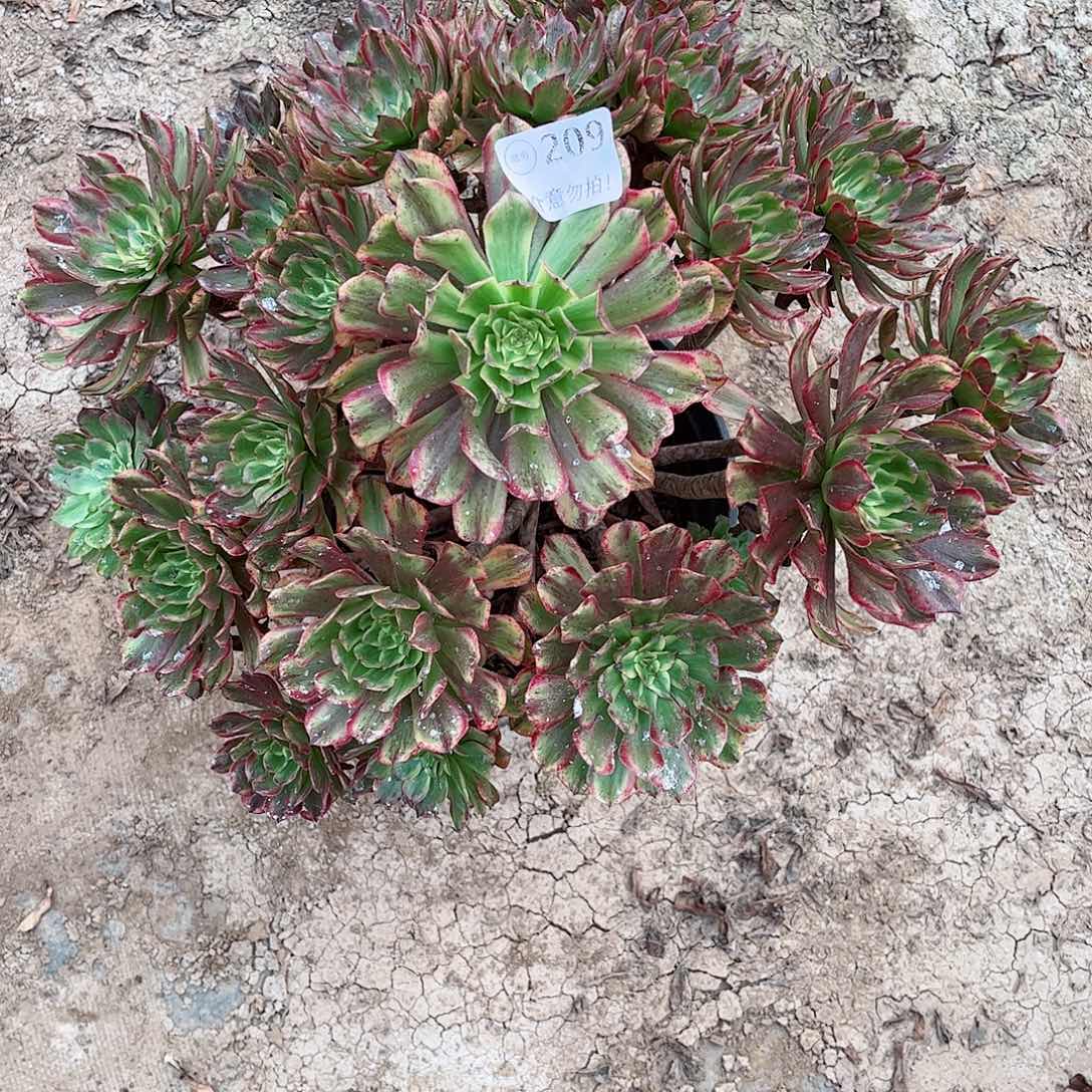 无花朵多肉植物奥黛丽209