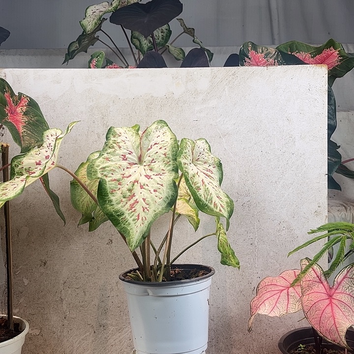 无花朵白日梦菜叶芋