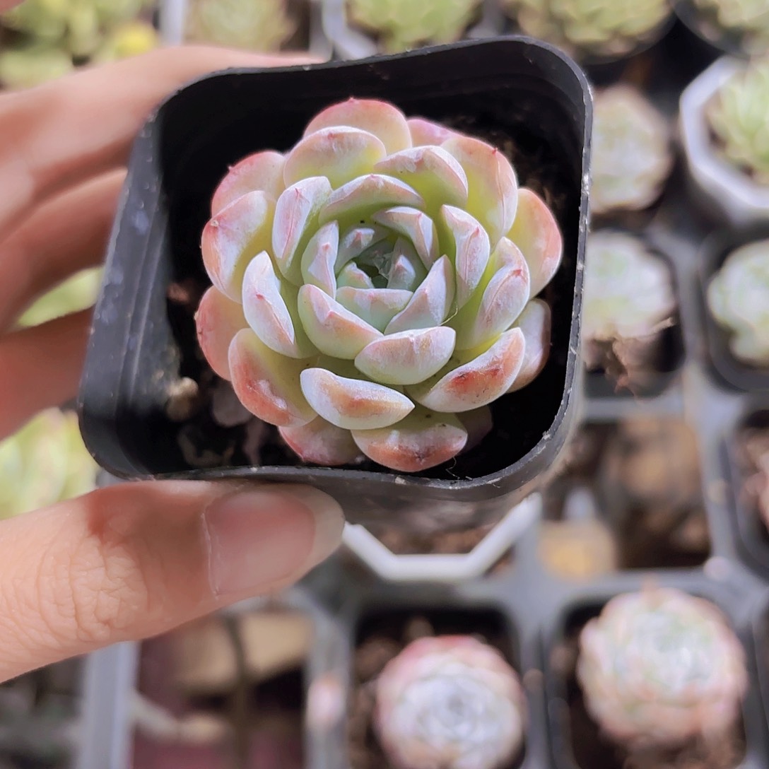 精品雪颜多肉植物