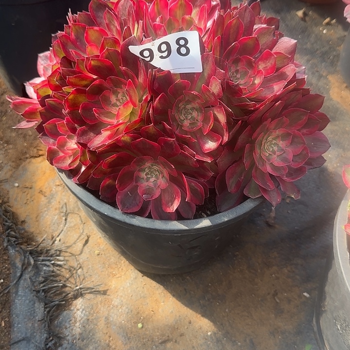 红****精品多肉植物0998