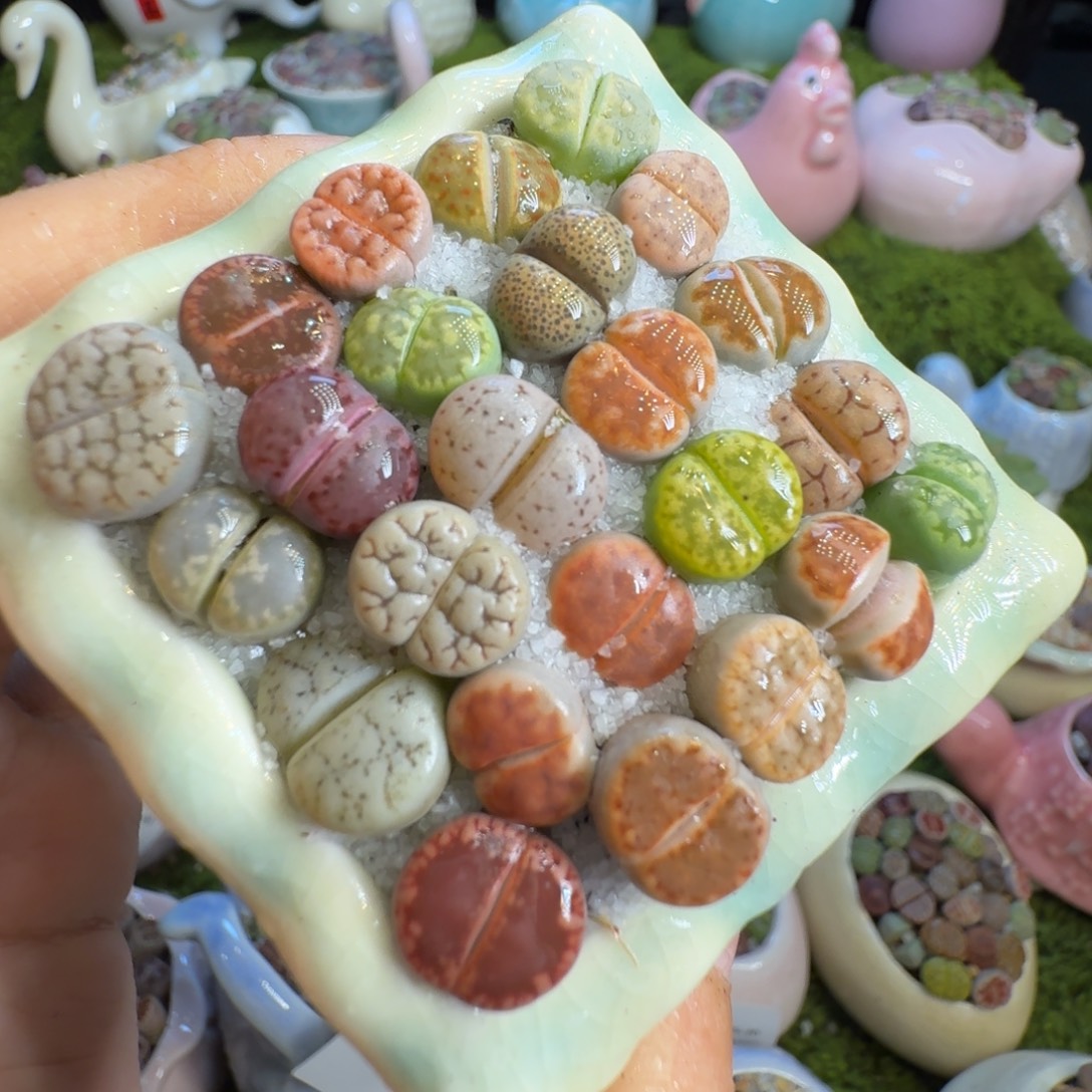 多肉开播福利冲155