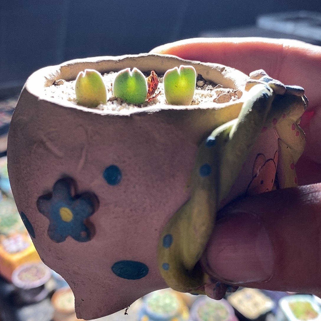 28353。   空蝉一组。 