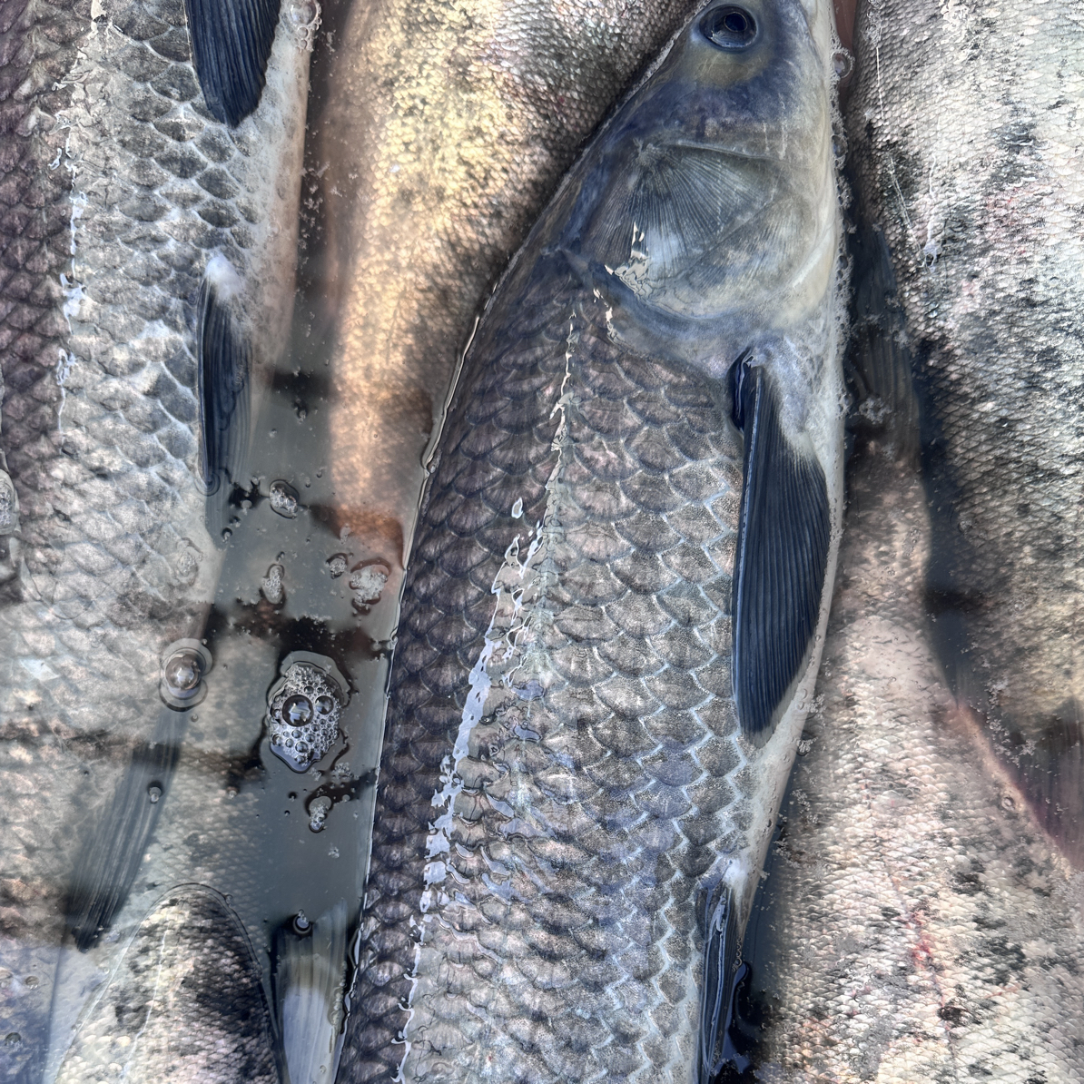 活杀发货青鱼顺丰包邮