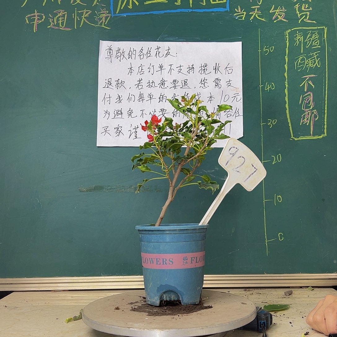 当前无花栽培后可以开花蒙娜丽莎红 927