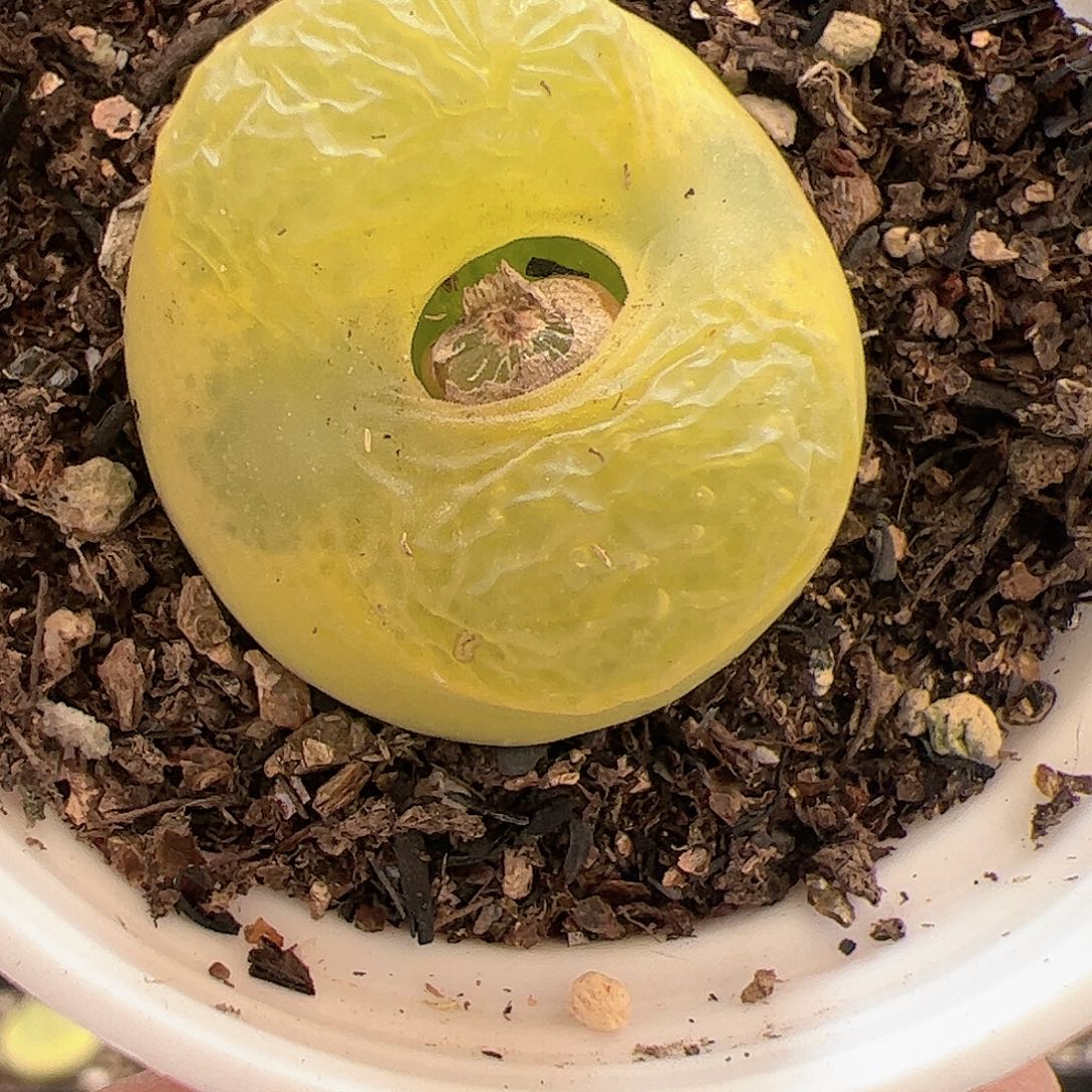 【闪购商品】134 带盆