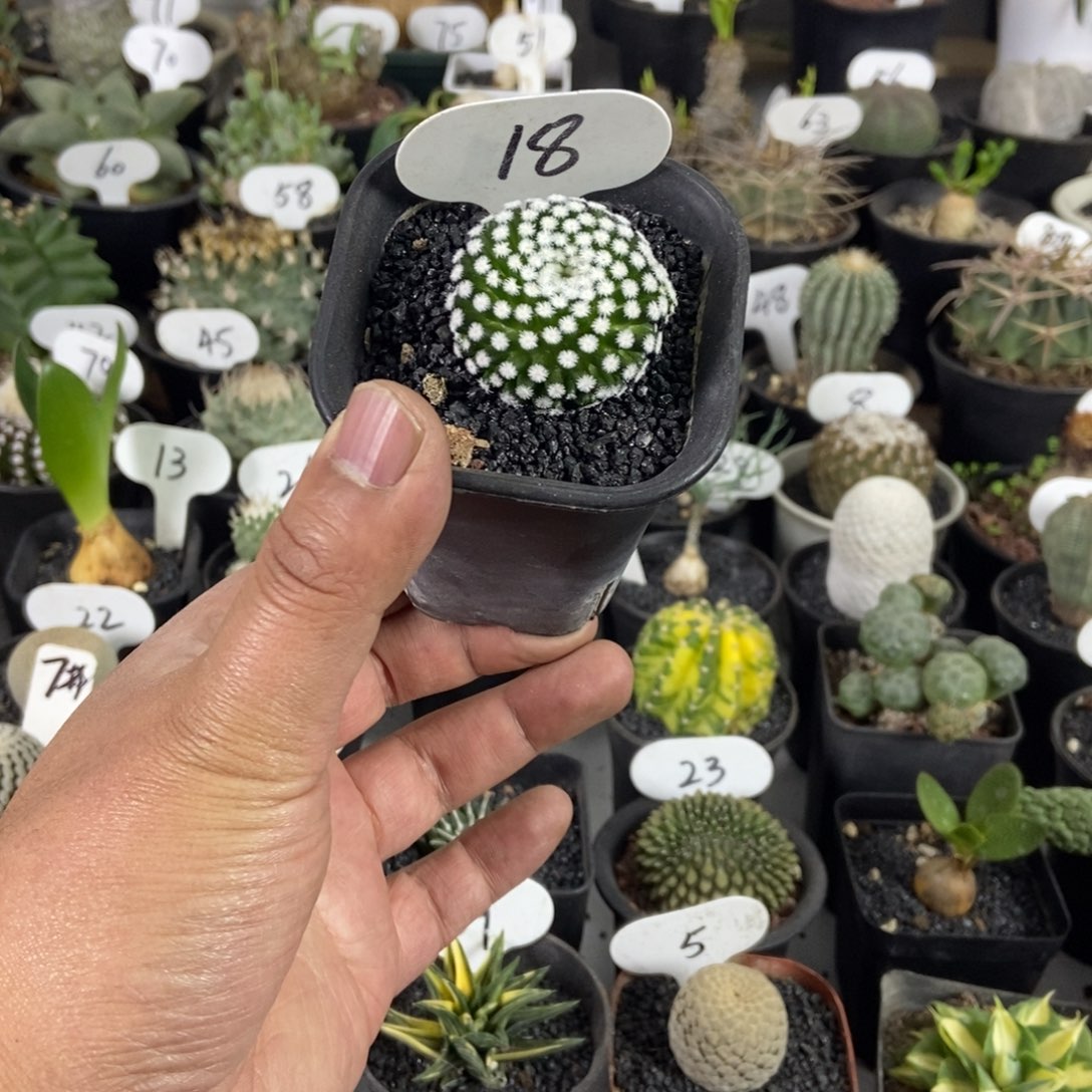 佛头春星一物一拍