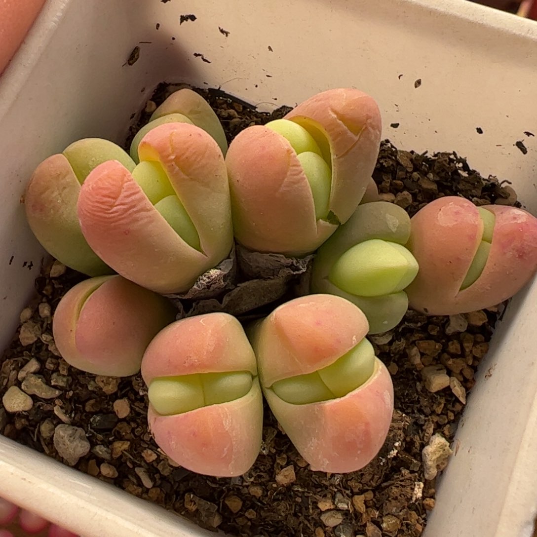 018多肉植物百科