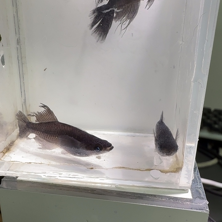 青鳉鱼一物一拍694