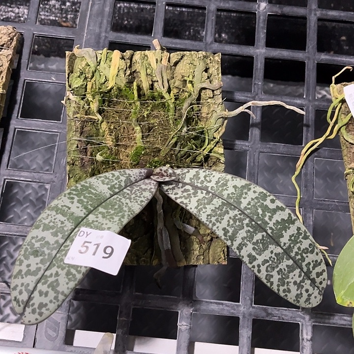 完全开放编号519 特价任何原因都不售后