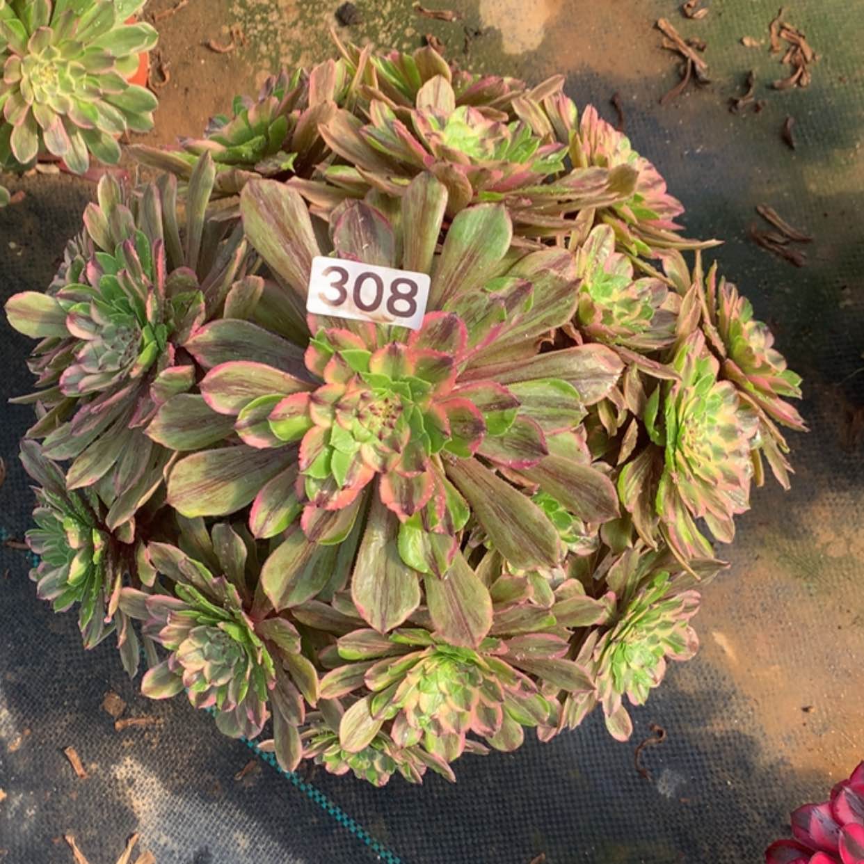 【闪购商品】308粉黛有断枝
