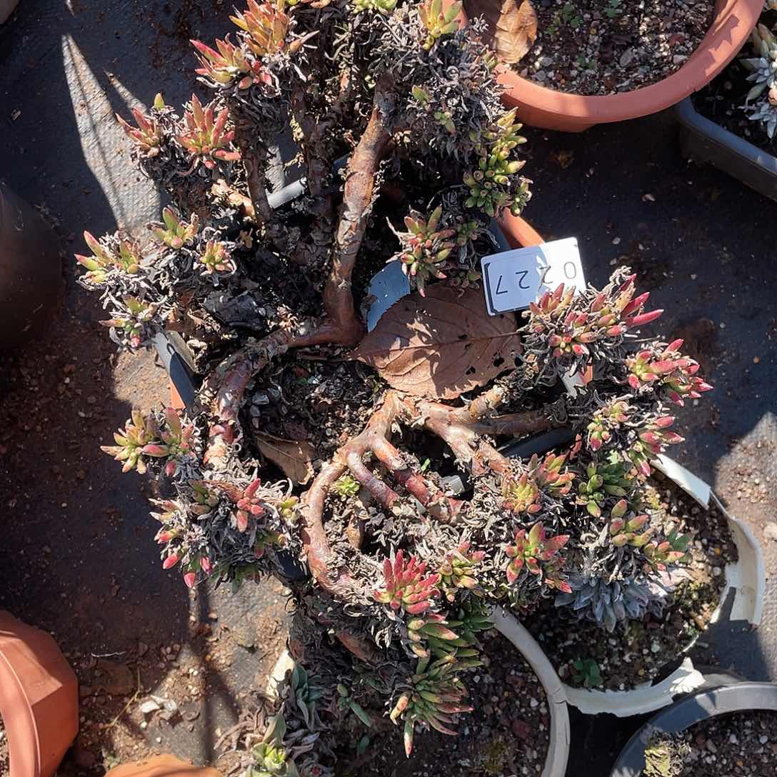 林*仪泡沫发货不售后0227