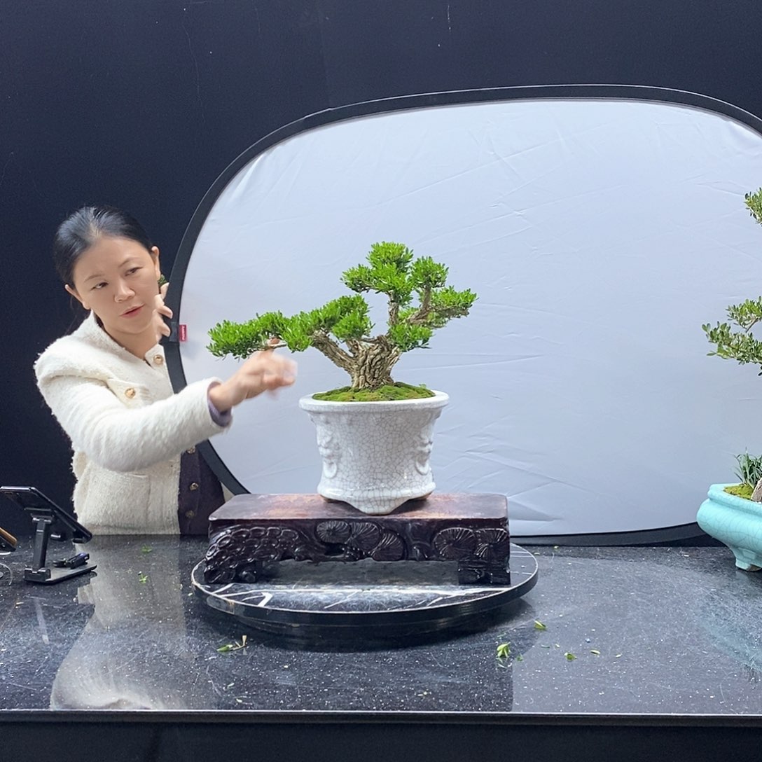 无花朵黄杨盆景艺术
