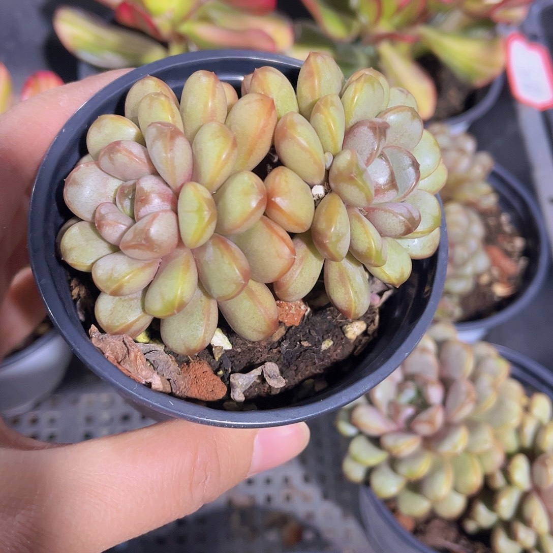 双头葡萄多肉植物