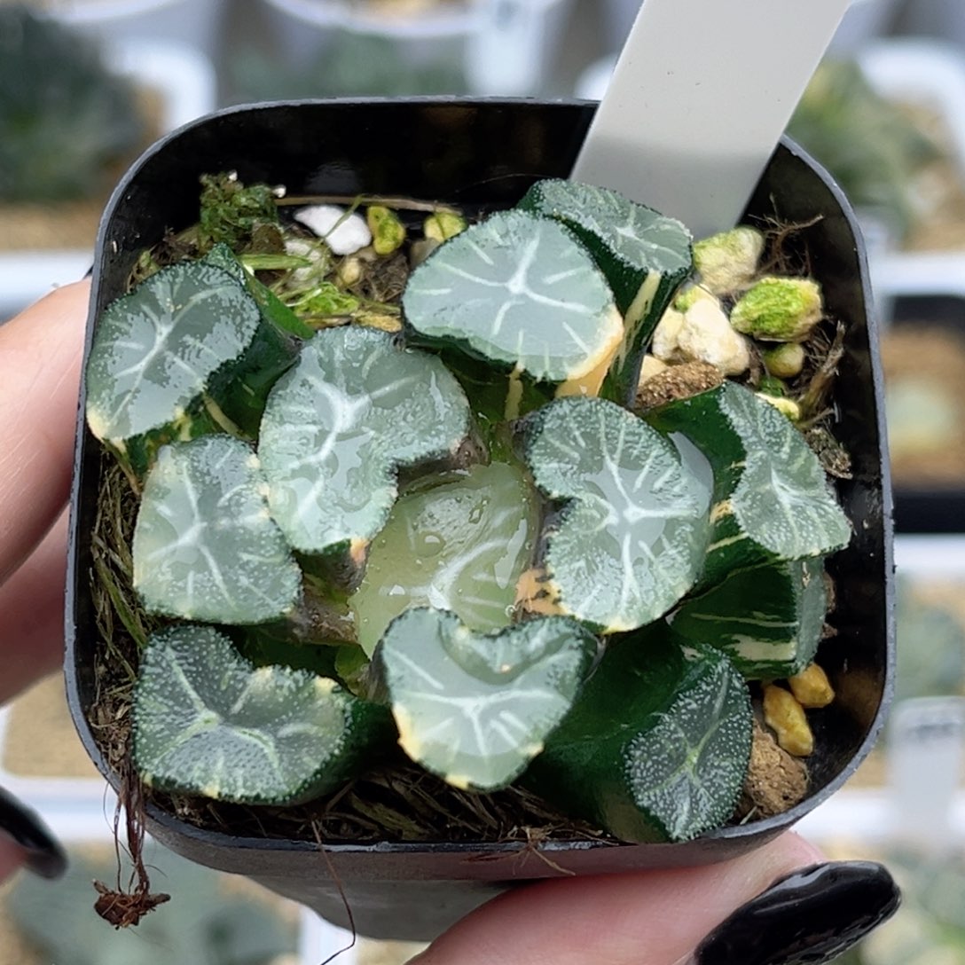 67玉龙万象锦福利专场