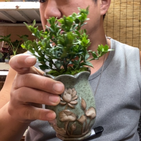 红陶一物一拍所见即所得115