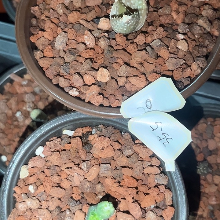 吃***黄多肉植物多肉植物