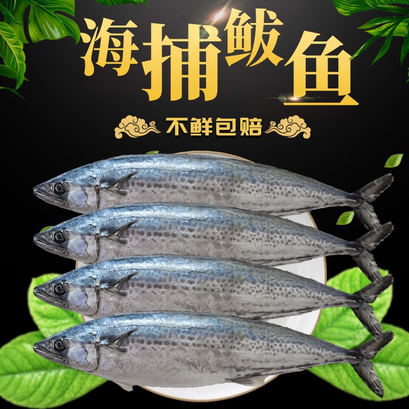 【特价】渤海湾冷水燕鲅鱼大号新鲜海捕蓝点马鲛鱼深海野生燕鱼海鲜