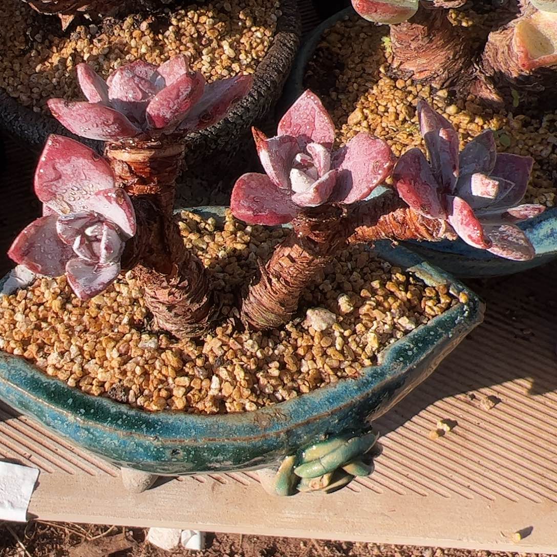 4135泡西弗洛拉苹果叶