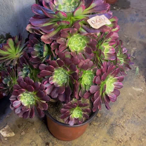 嫦娥多肉植物6270