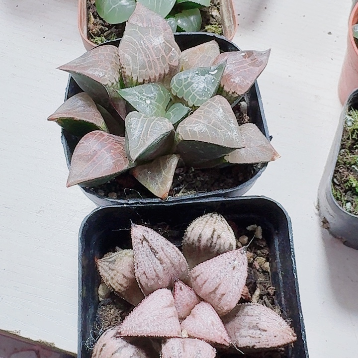 修***行无花朵皇妃➕粉玻璃福利