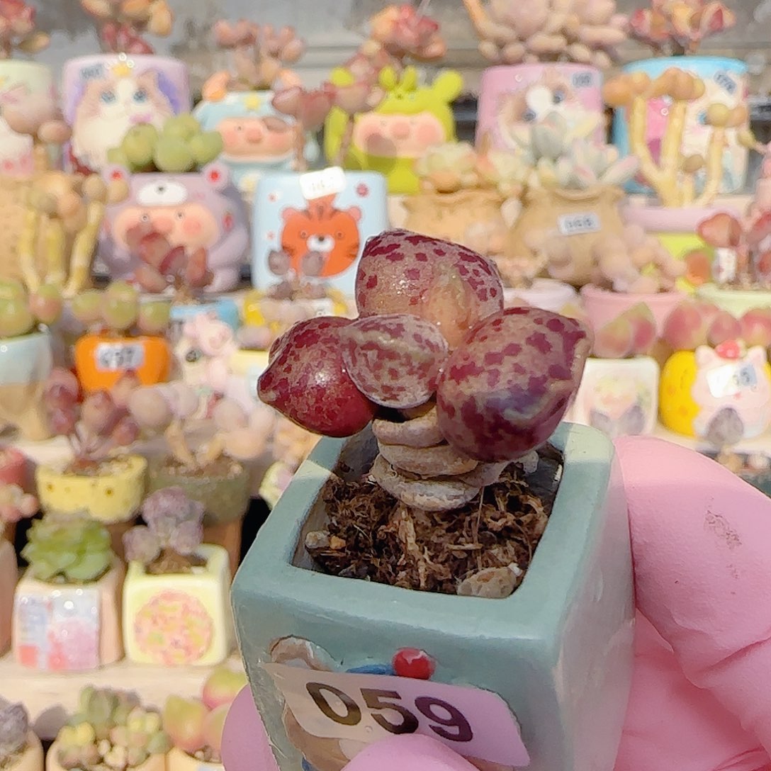 粉丸海豹 盆口2cm