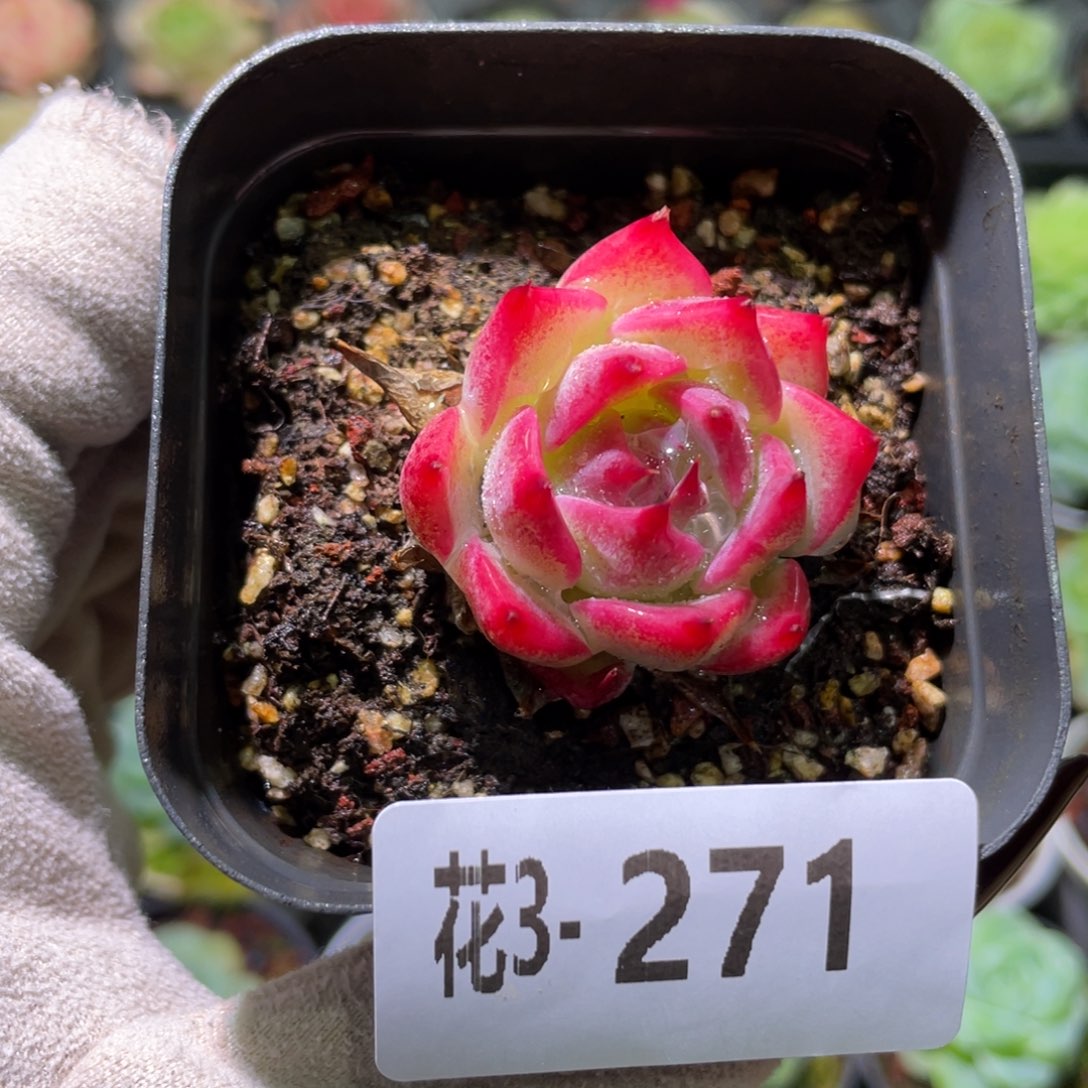 花利美3-271吉娃娃