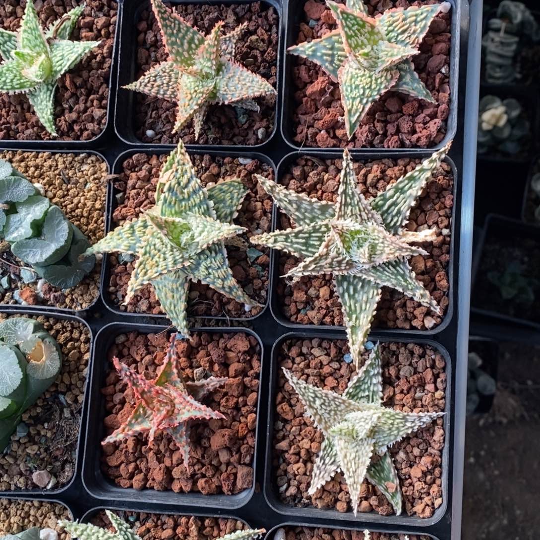 一颗超大圣诞芦荟 高货