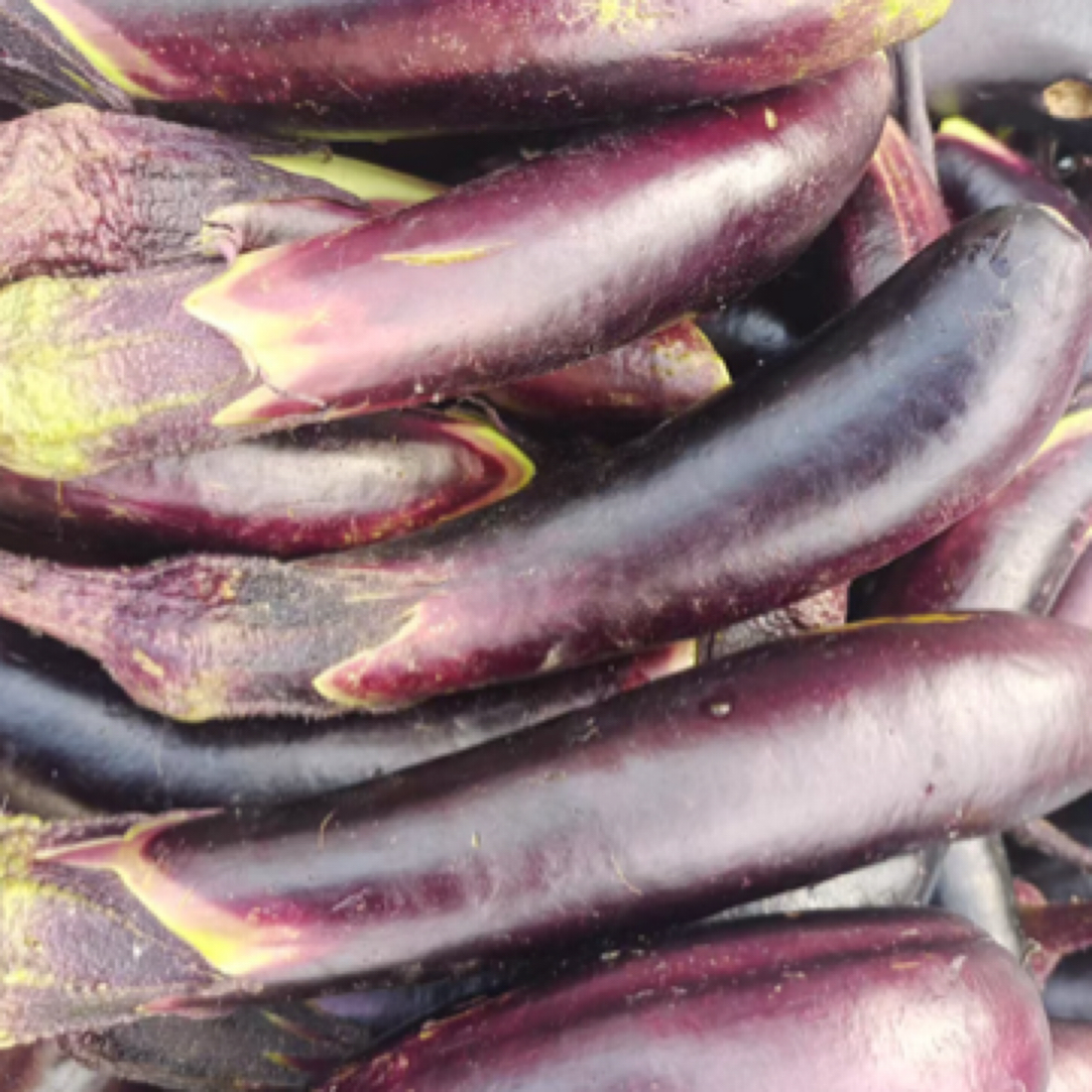 农家菜园紫皮茄子肉质细腻现摘先发