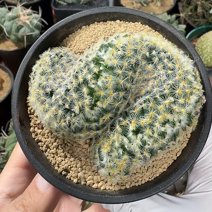 明星缀化仙人球123