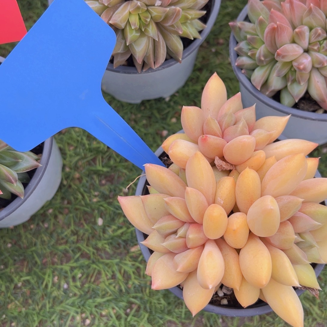 香玉的故事是一个人