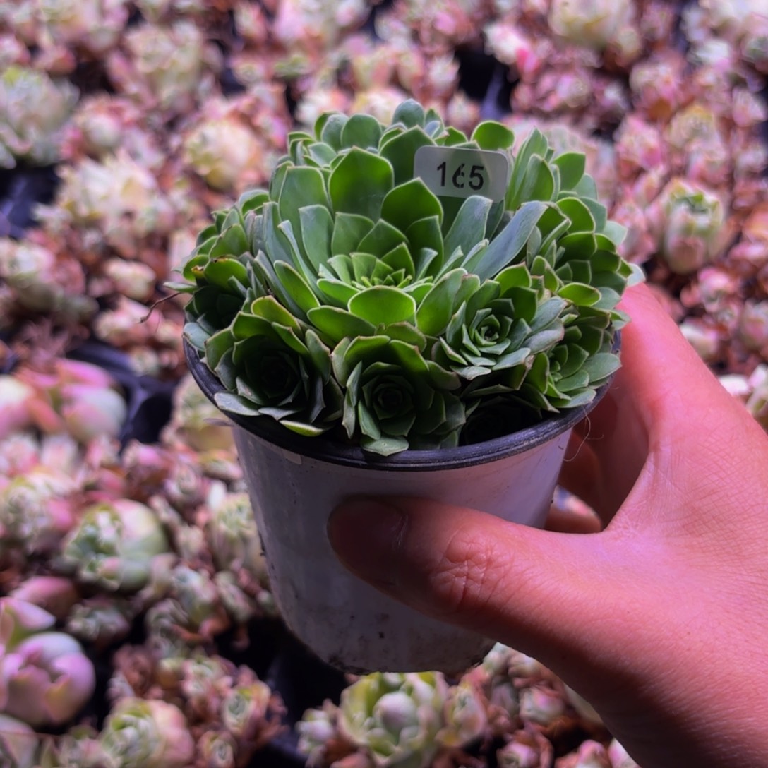 阿***婷山地玫瑰多肉植物花卉婵娟