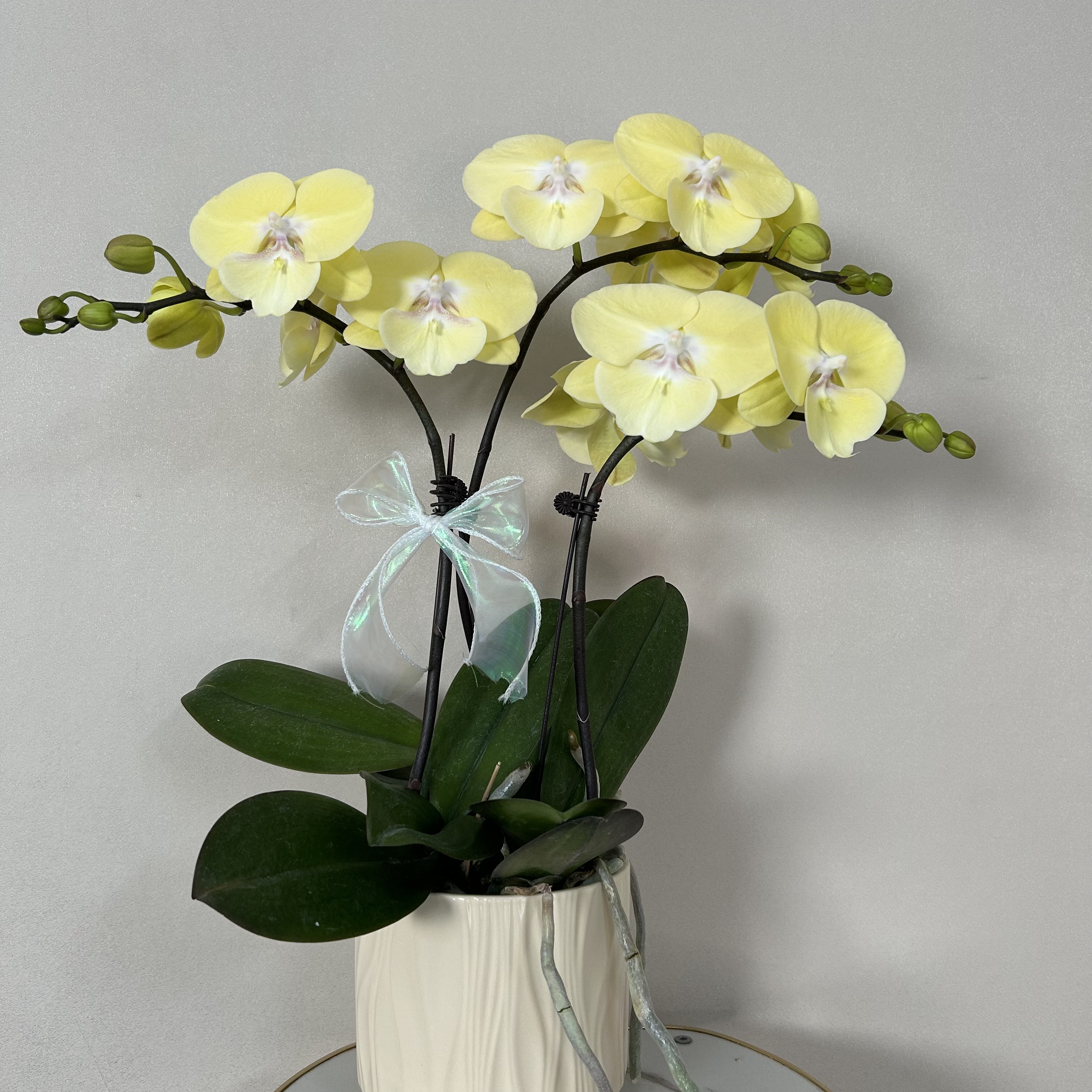 蝴蝶兰《星月》奶黄色系欧品大花 精致桌面款 佛山基地直发