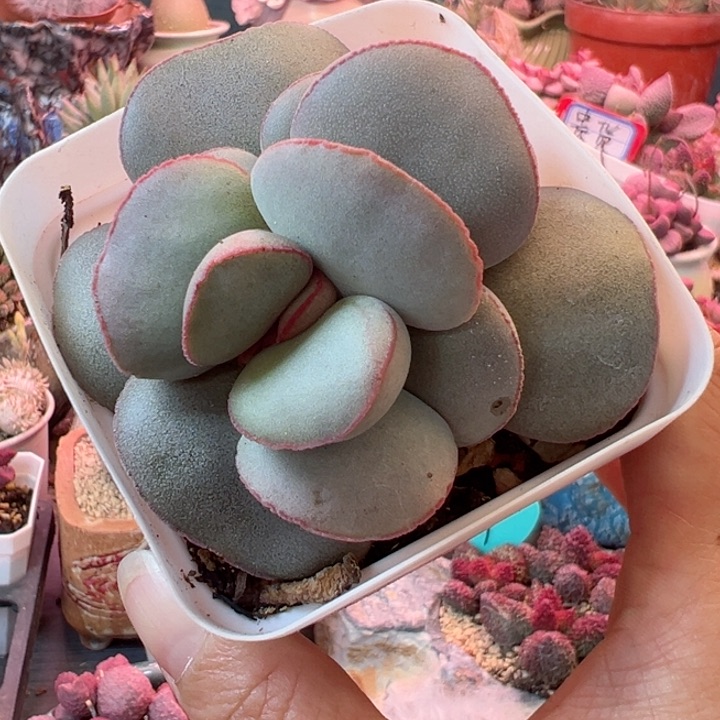 我们都在努力的生活