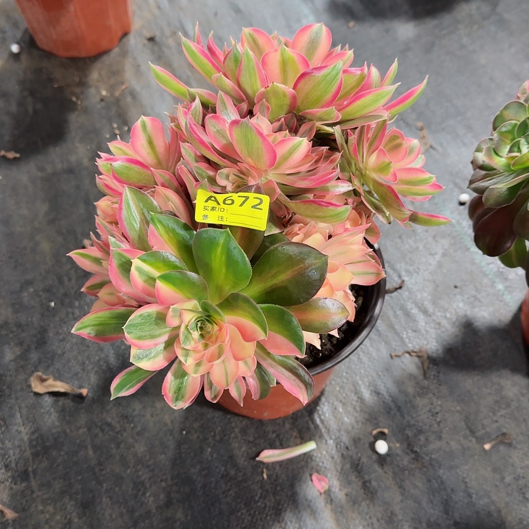 妮**8女神阴阳脸672多肉多肉