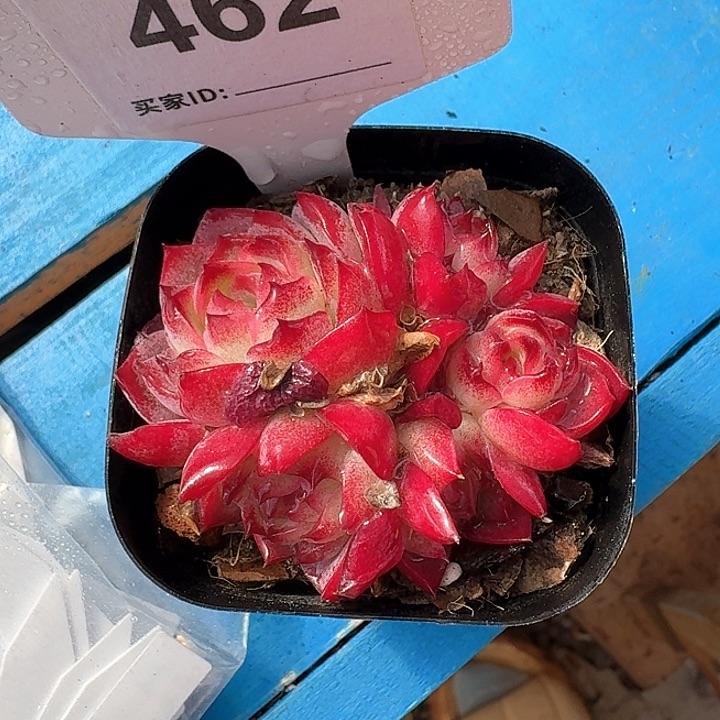 妖姬多肉植物462